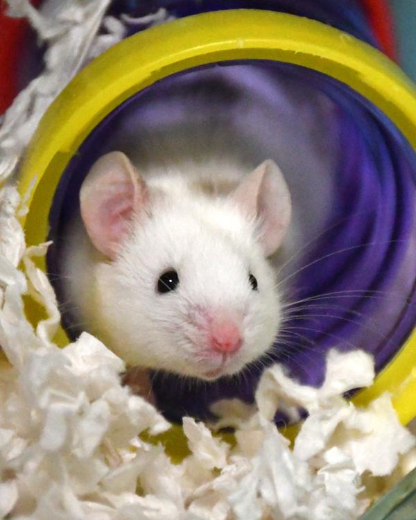 Enlarge Three Musketeers, a Adoptable Mouse in Stratham, NH image 1/1