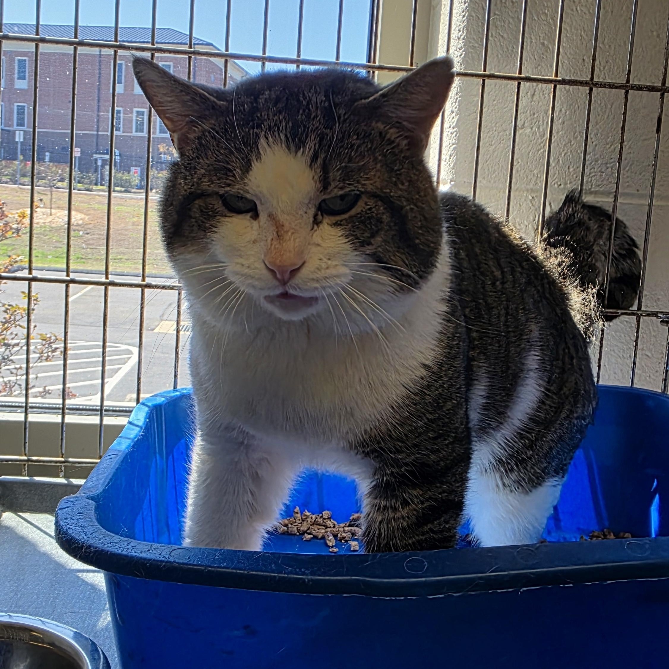 Kane , a ADOPTABLE Domestic Short Hair in King George, VA image 2/2