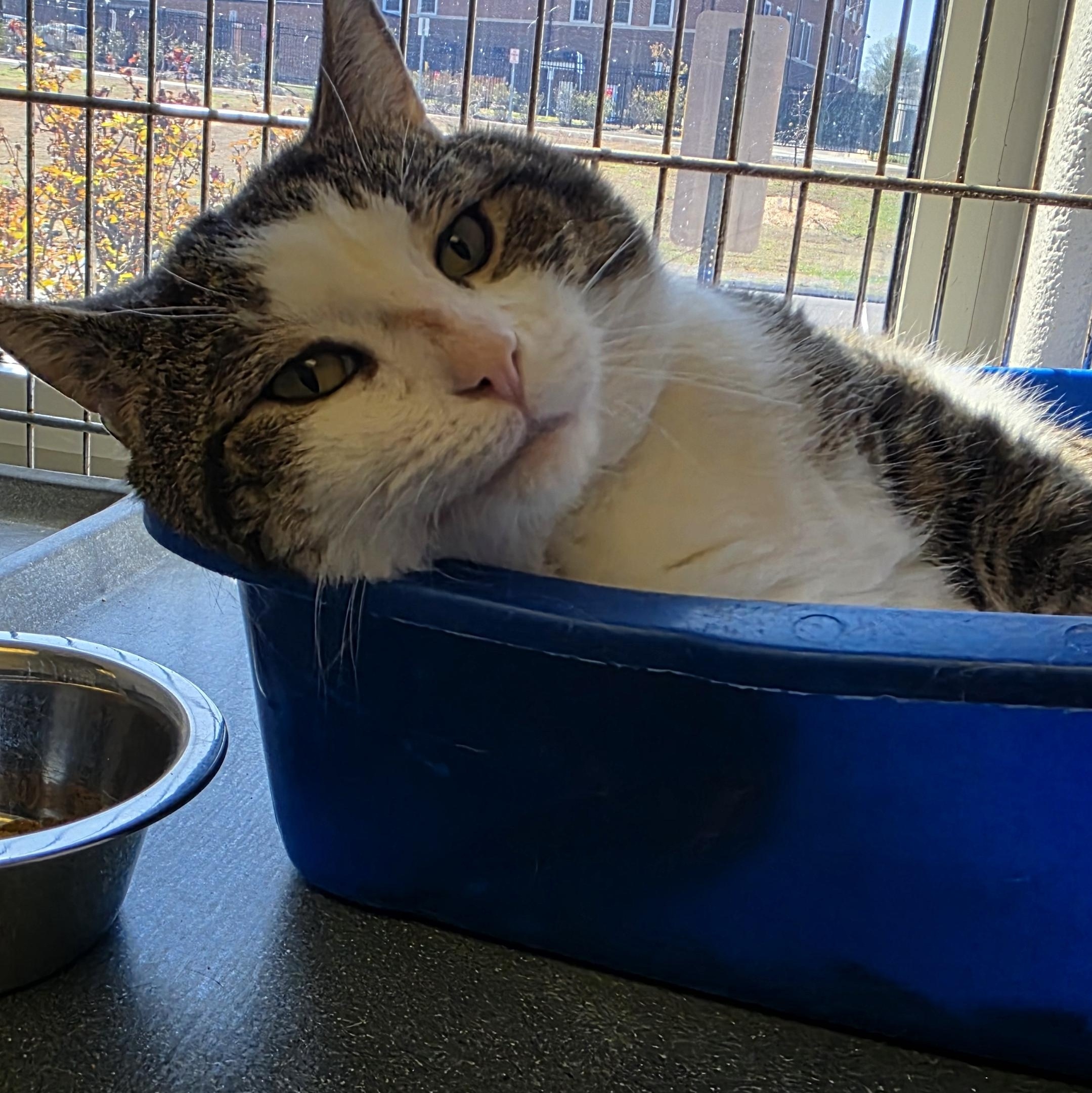 Kane , a ADOPTABLE Domestic Short Hair in King George, VA image 1/2