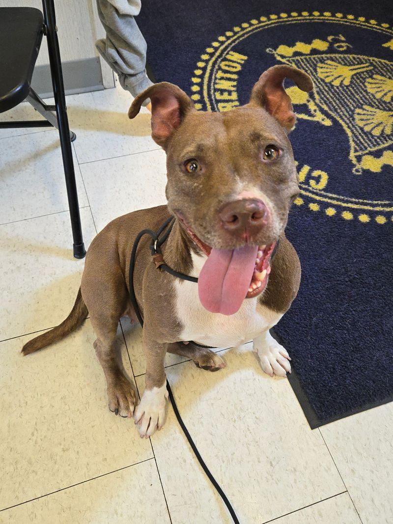Enlarge Britt, a Adoptable mixed breed in Trenton, NJ image 1/1