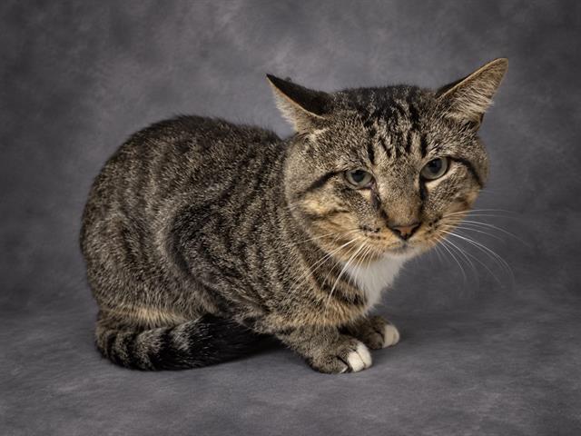 LALO, Adoptable, Young Male Domestic Short Hair.