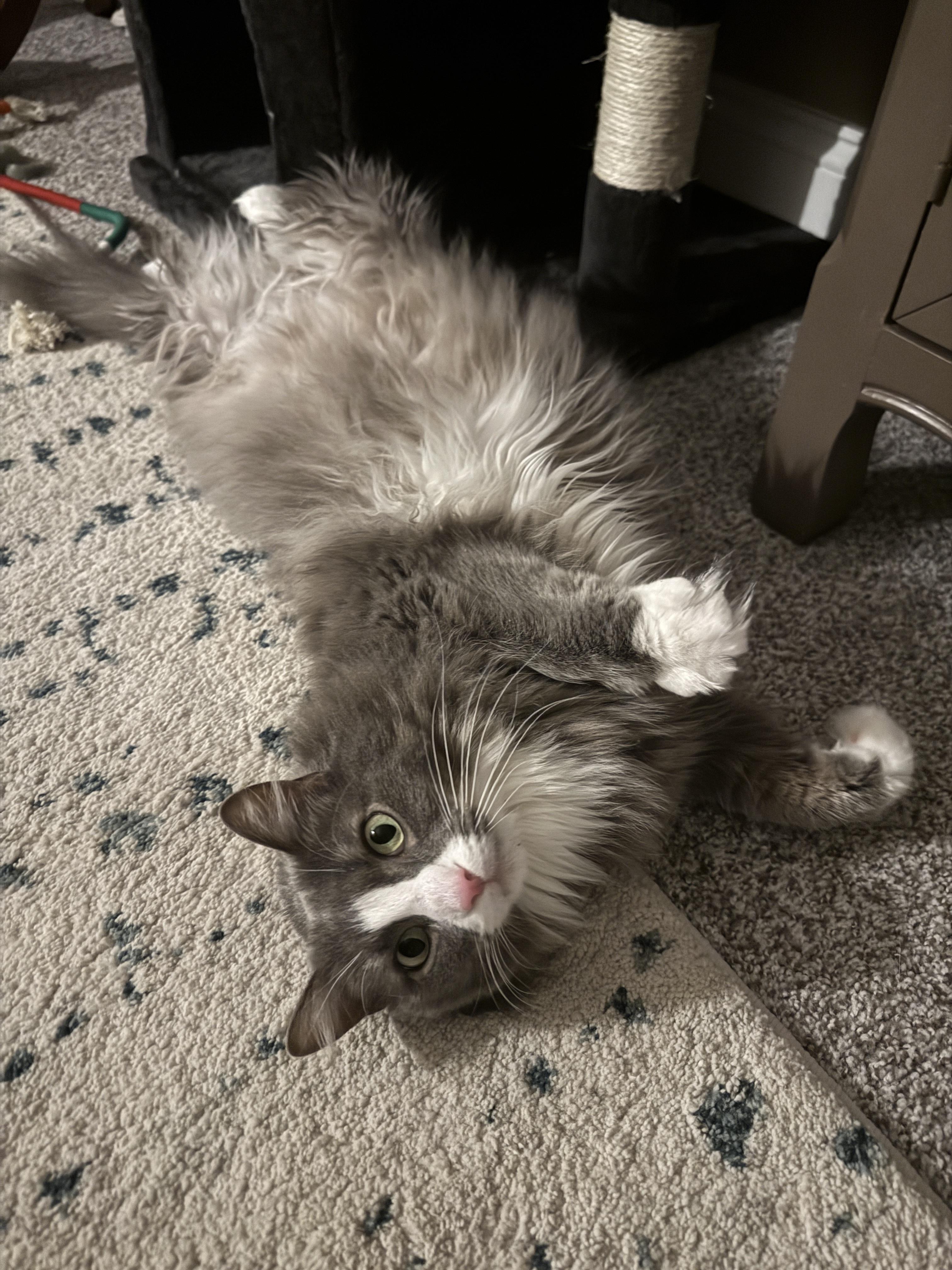 Enlarge DAPHNE, a ADOPTABLE Domestic Medium Hair in Chicago, IL image 2/5