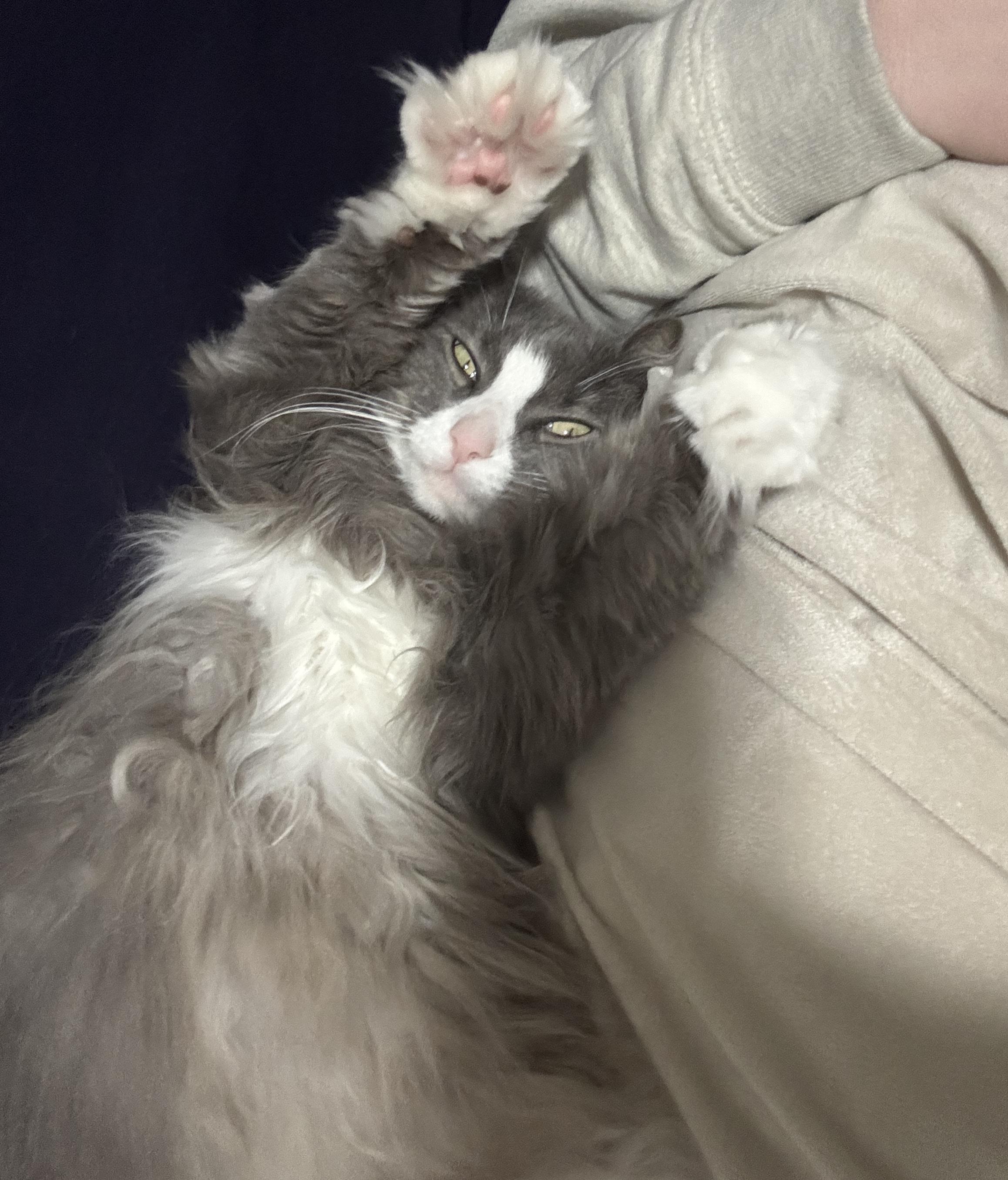 Enlarge DAPHNE, a ADOPTABLE Domestic Medium Hair in Chicago, IL image 3/5