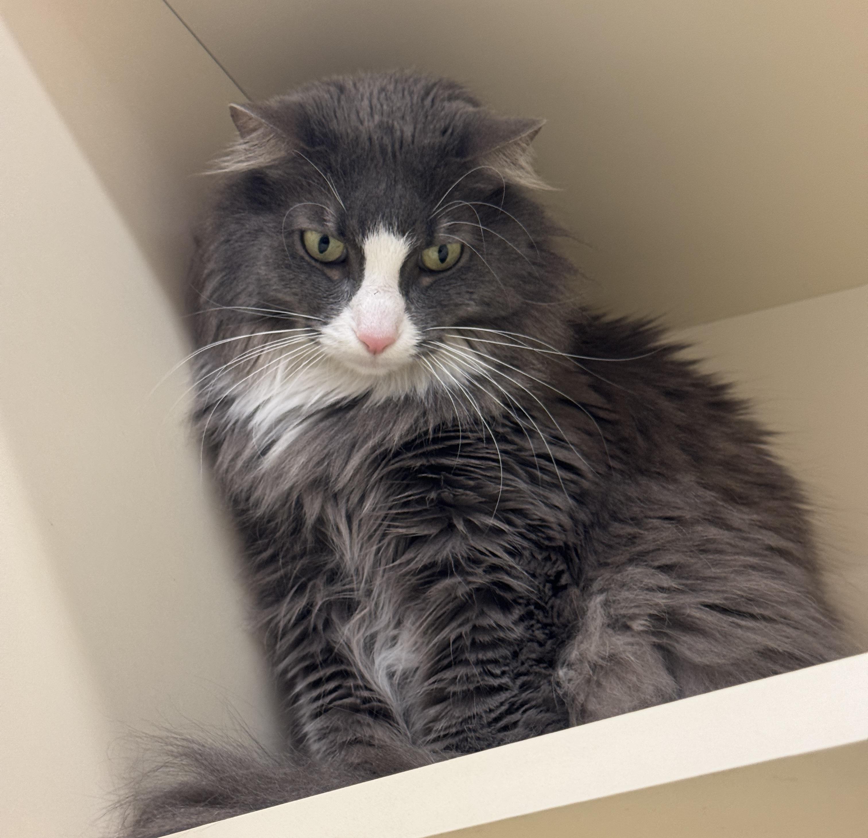 Enlarge DAPHNE, a ADOPTABLE Domestic Medium Hair in Chicago, IL image 5/5