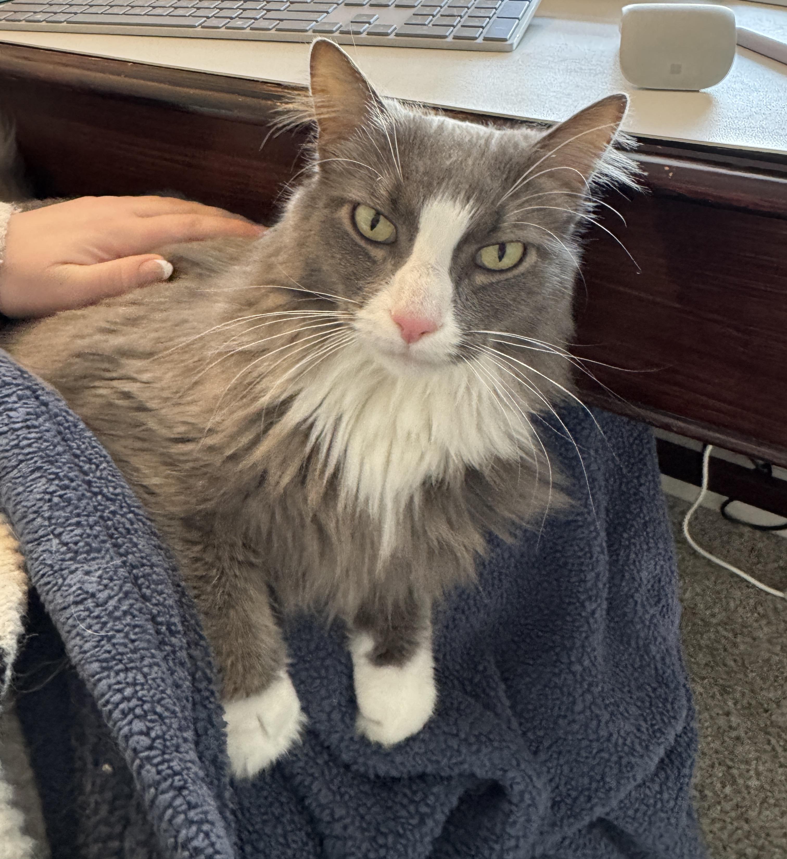 DAPHNE, ADOPTABLE, Adult Female Domestic Medium Hair.