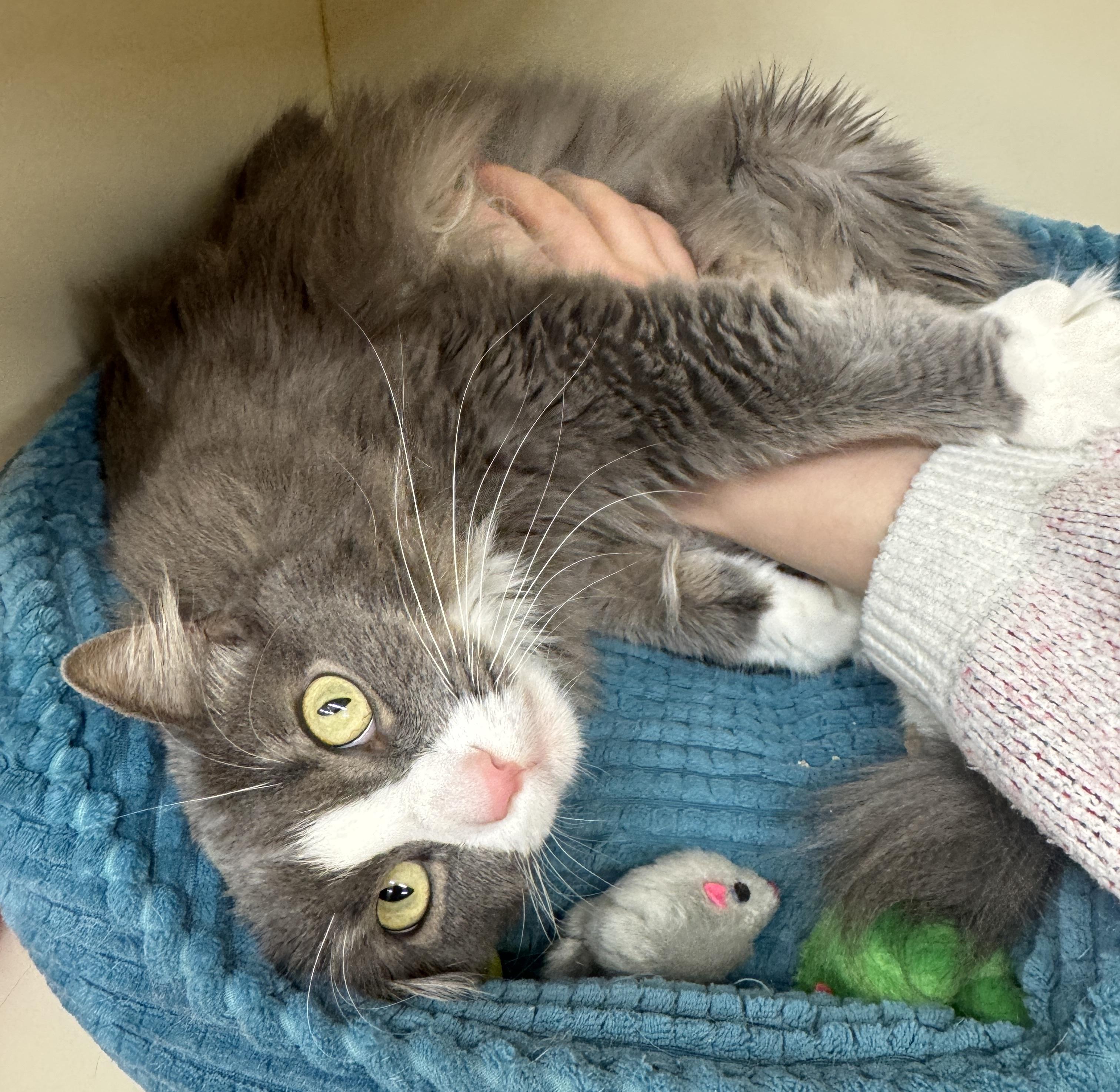 Enlarge DAPHNE, a ADOPTABLE Domestic Medium Hair in Chicago, IL image 4/5