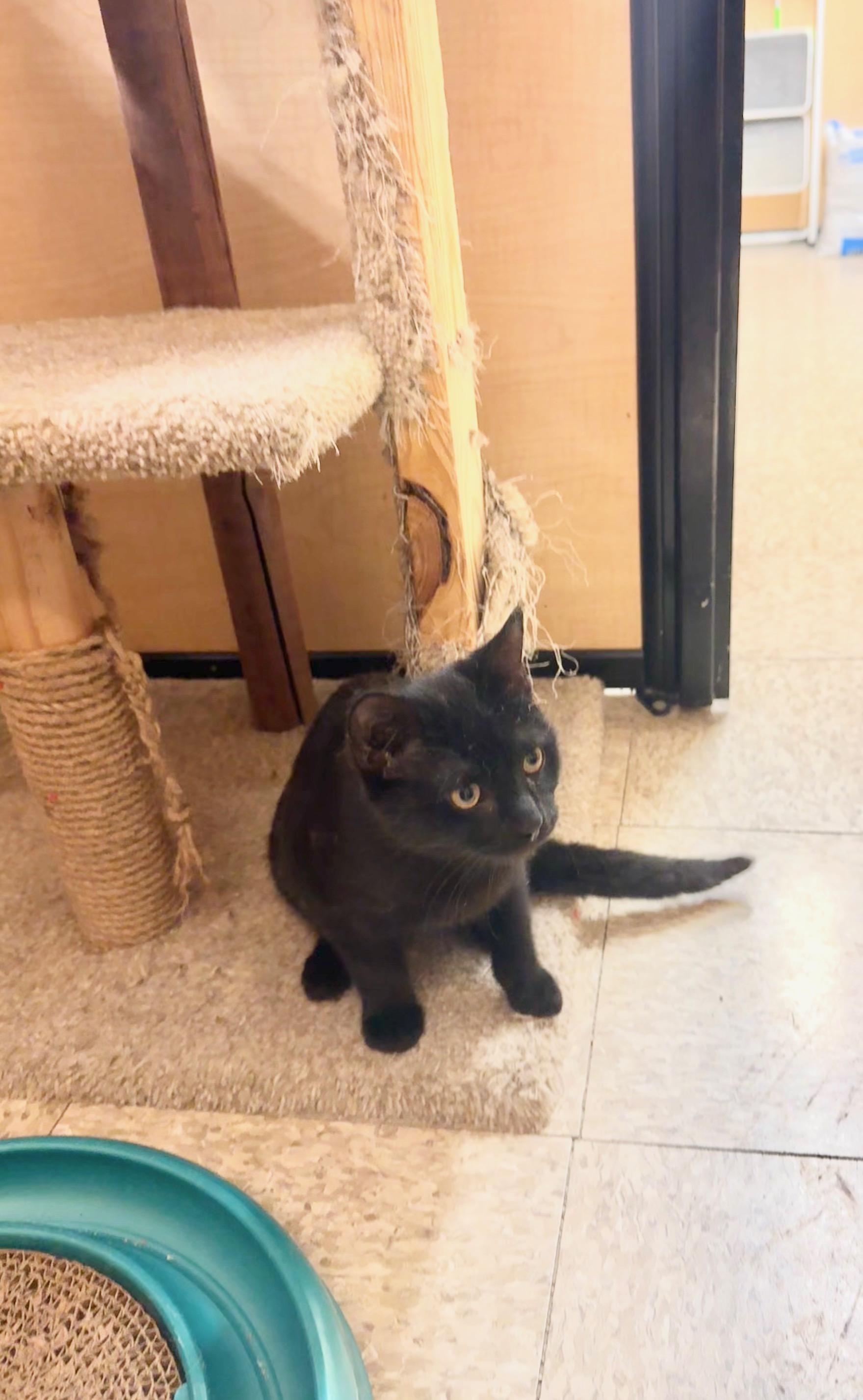 Mulder, a Adoptable Domestic Short Hair in Springfield, PA image 1/4