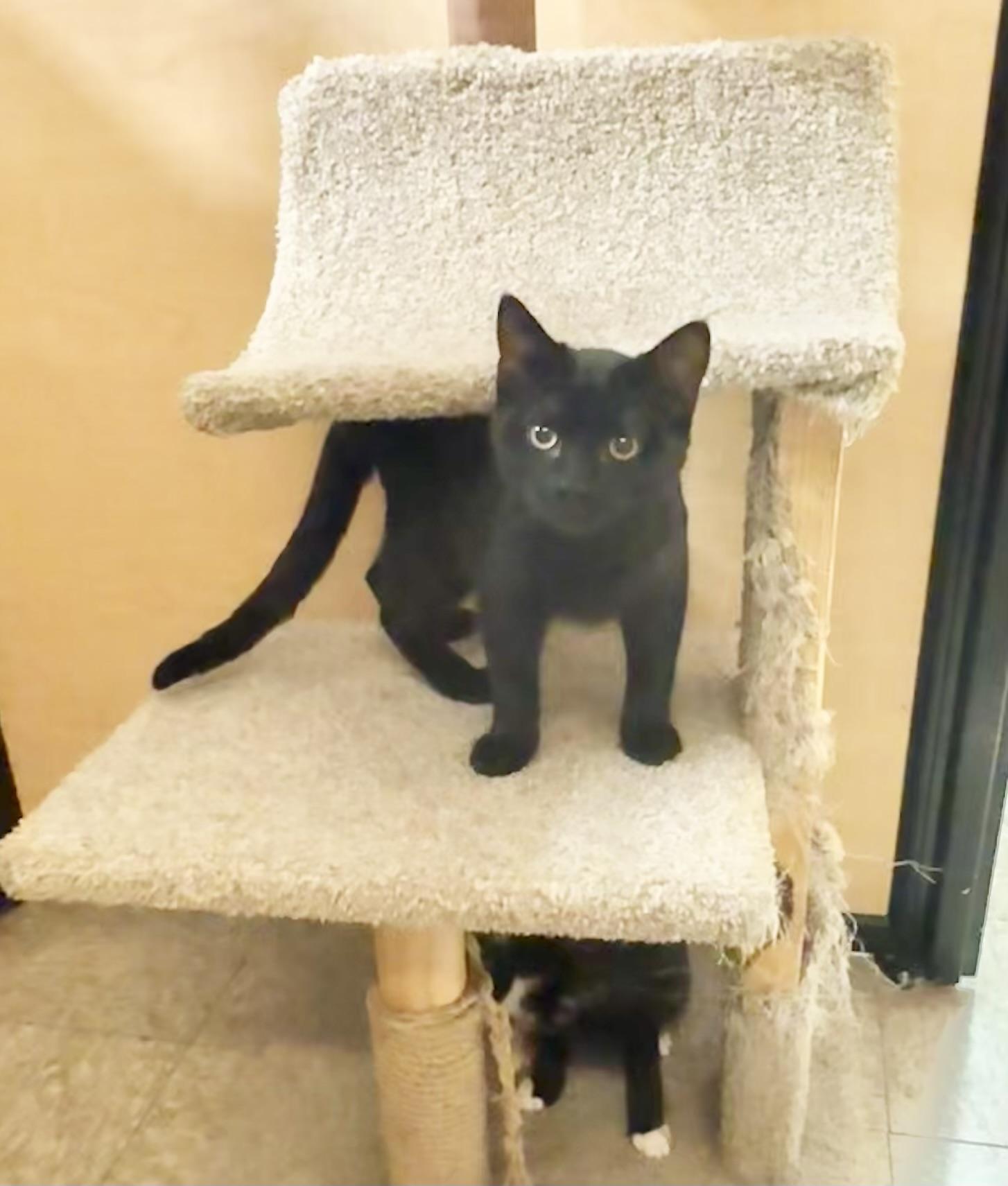 Mulder, a Adoptable Domestic Short Hair in Springfield, PA image 3/4