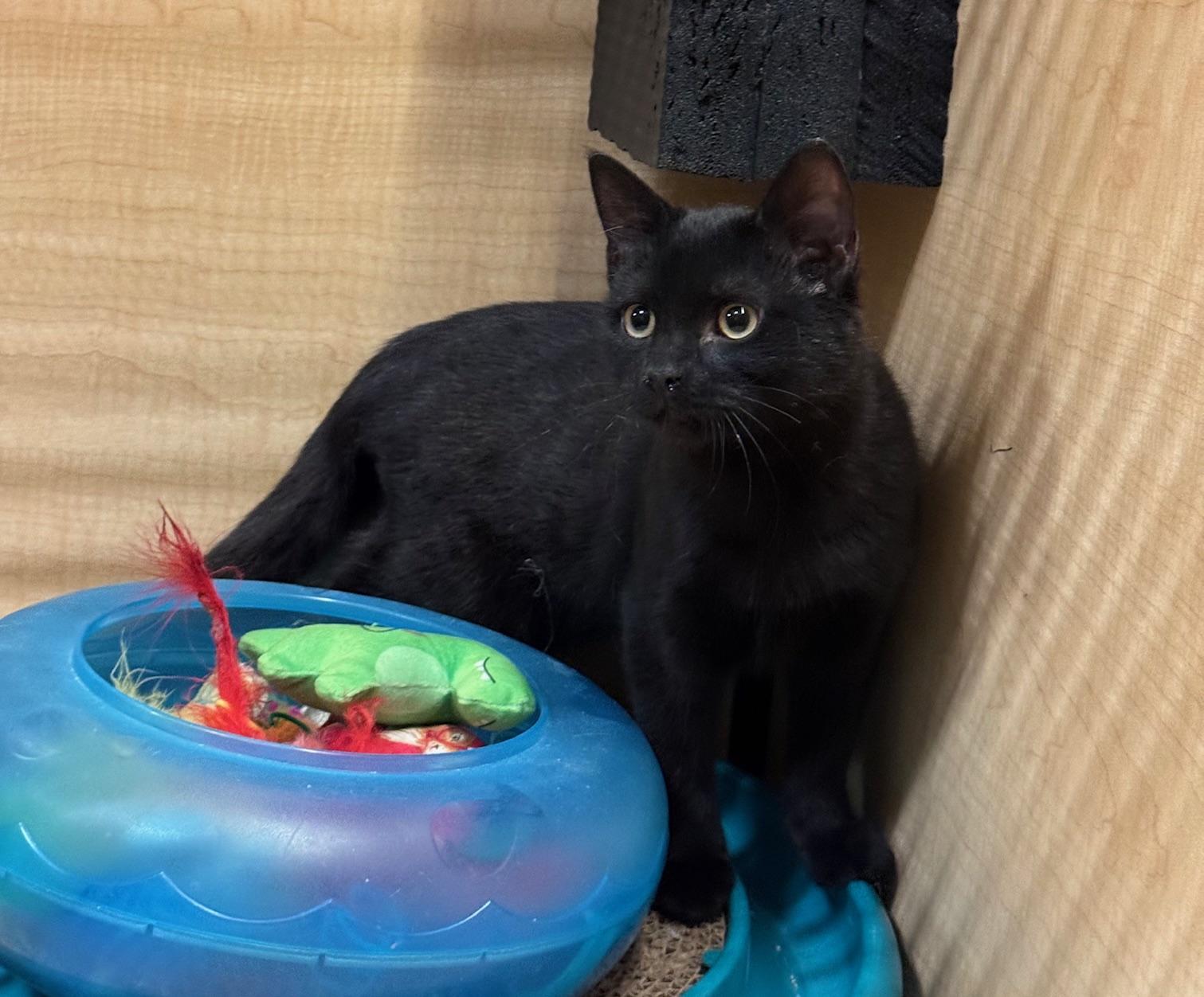 Mulder, a Adoptable Domestic Short Hair in Springfield, PA image 4/4