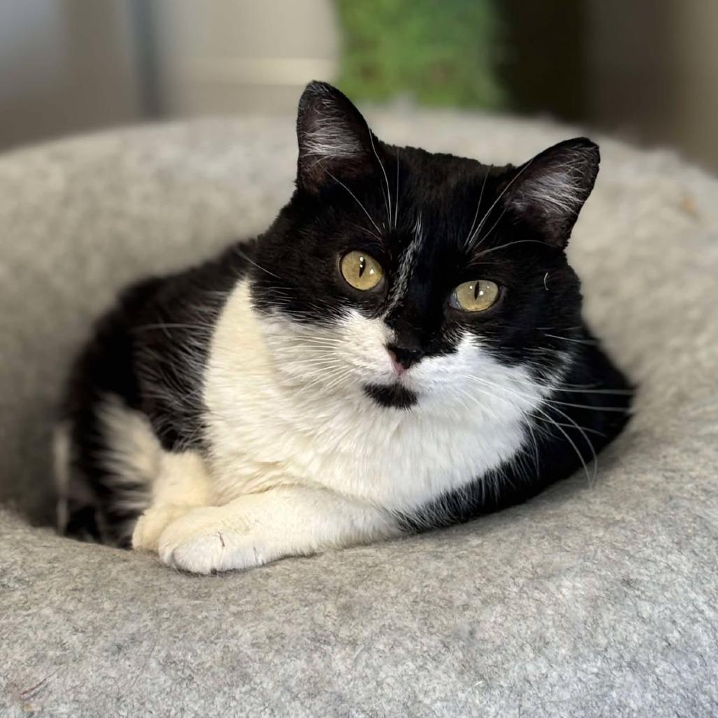 Gidget, Adoptable, Adult Female Domestic Short Hair.