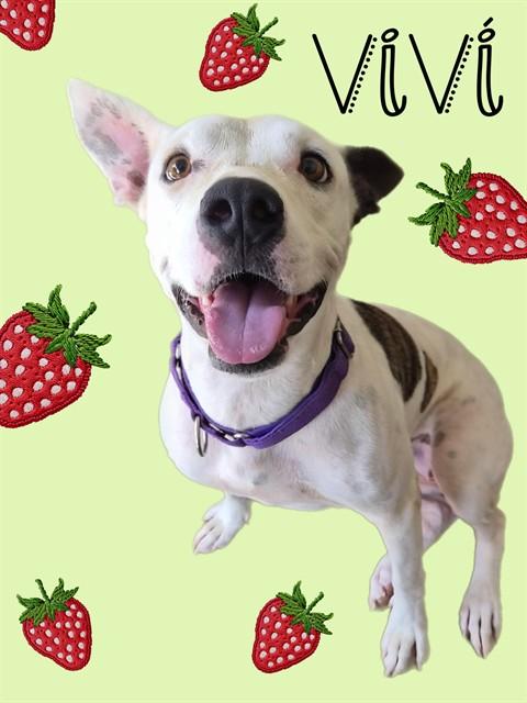 VIVI, Adoptable, Young Female Pit Bull Terrier & Mixed Breed.
