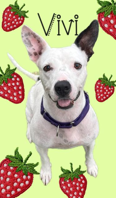 VIVI, Adoptable, Young Female American Staffordshire Terrier & Mixed Breed.