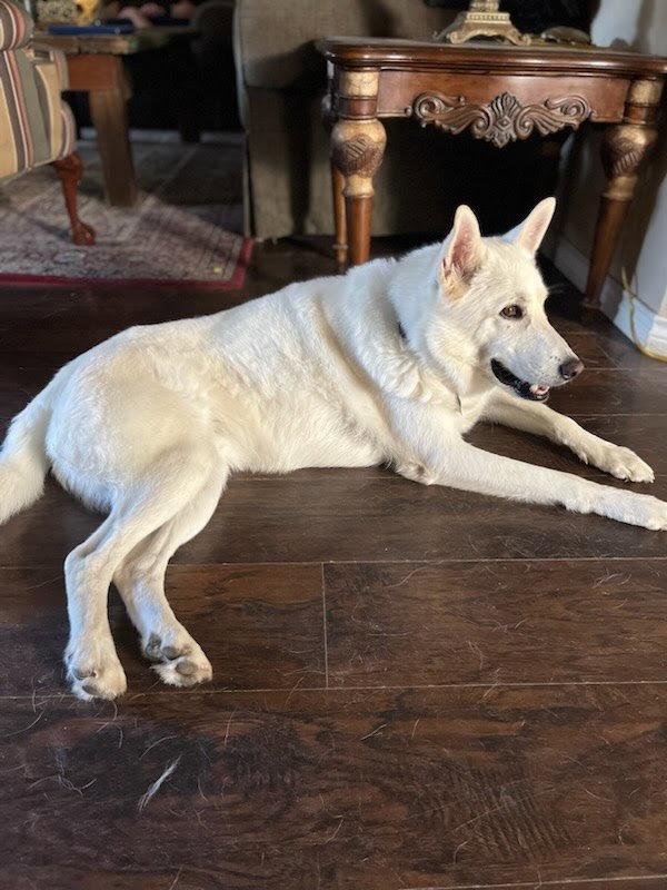 Yeti, a Adopted Siberian Husky in Carrollton, TX image 1/3