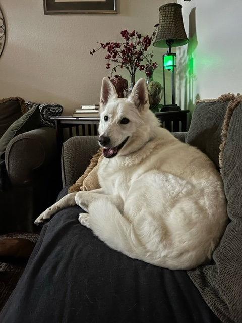 Yeti, a Adopted Siberian Husky in Carrollton, TX image 2/3