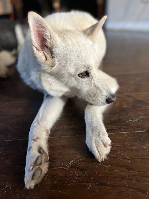 Yeti, a Adopted Siberian Husky in Carrollton, TX image 3/3