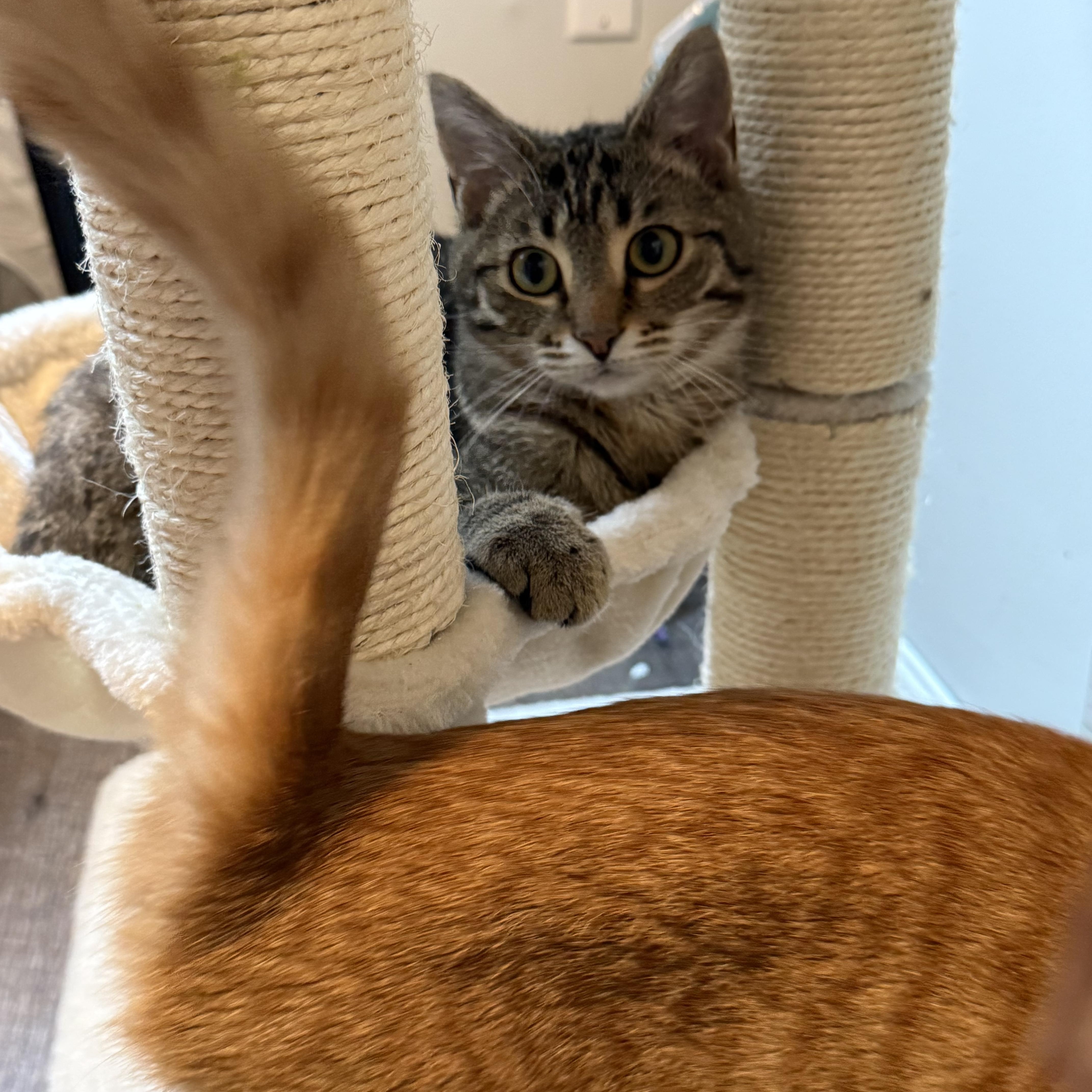 Oakley, a Adoptable Tabby in Johnson City, TN image 4/4