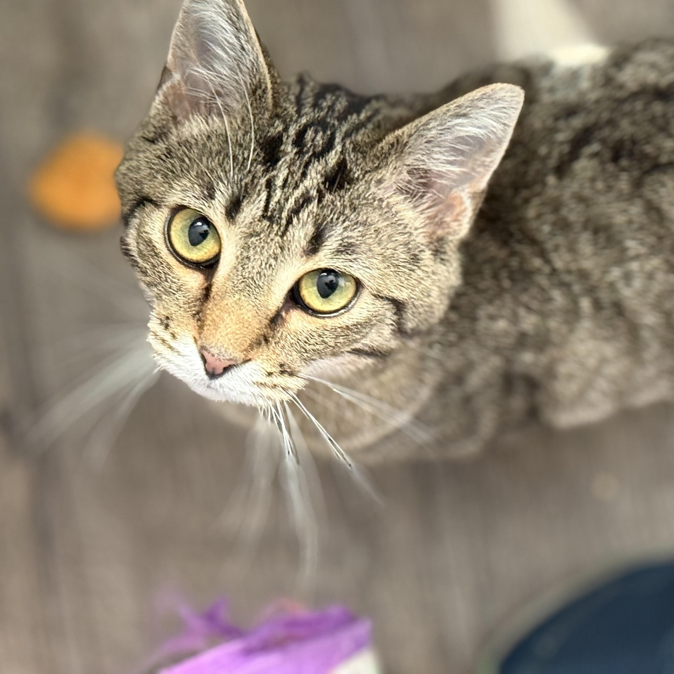 Oakley, a Adoptable Tabby in Johnson City, TN image 2/4