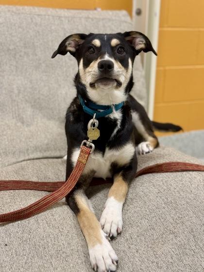 Enlarge Shane, a ADOPTABLE mixed breed in Downers Grove, IL image 2/3