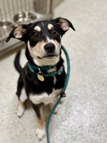 Shane, ADOPTABLE, Adult Male Husky.