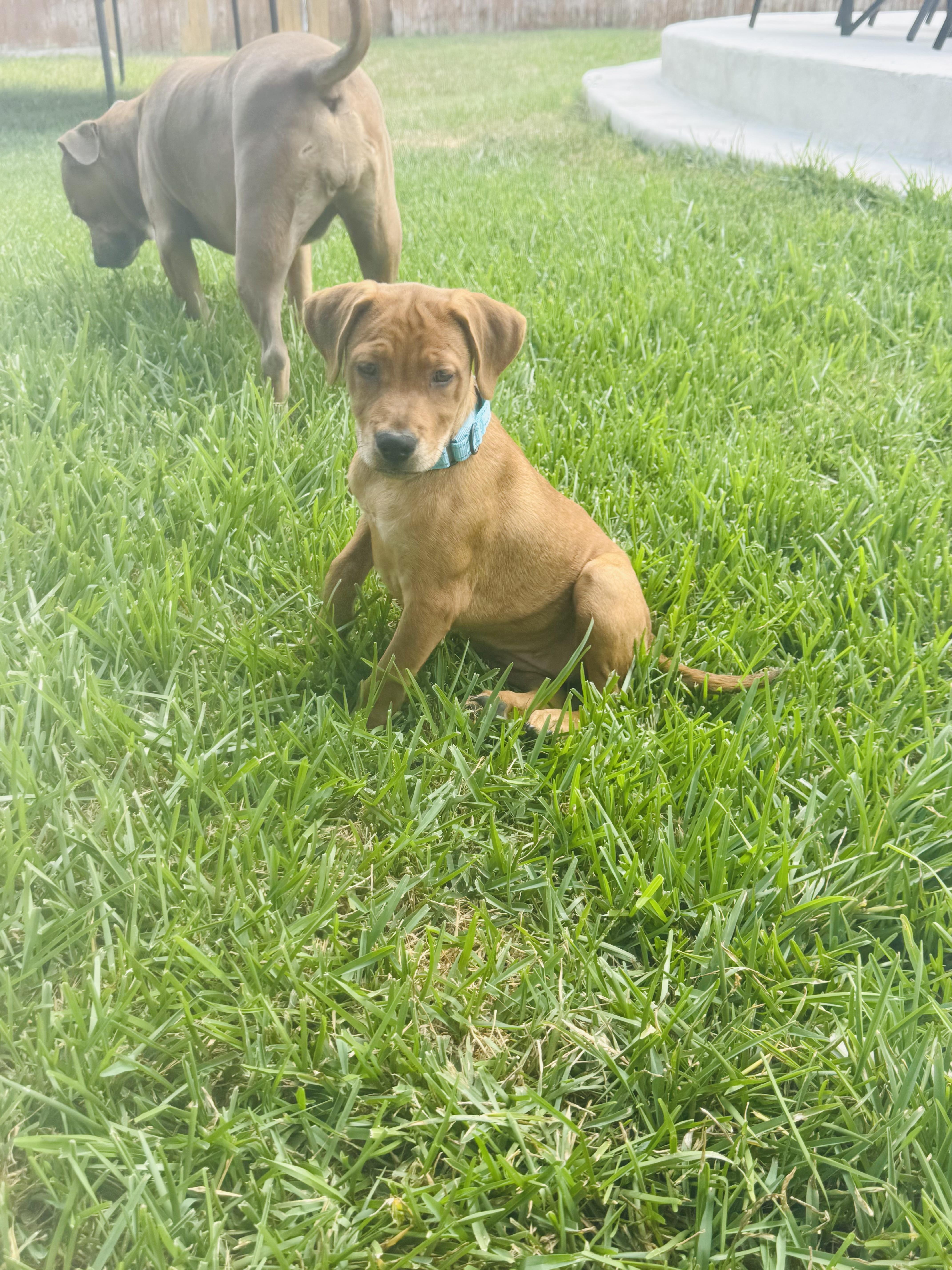 Dog for adoption - Ginger, a Labrador Retriever Mix in seattle, WA ...