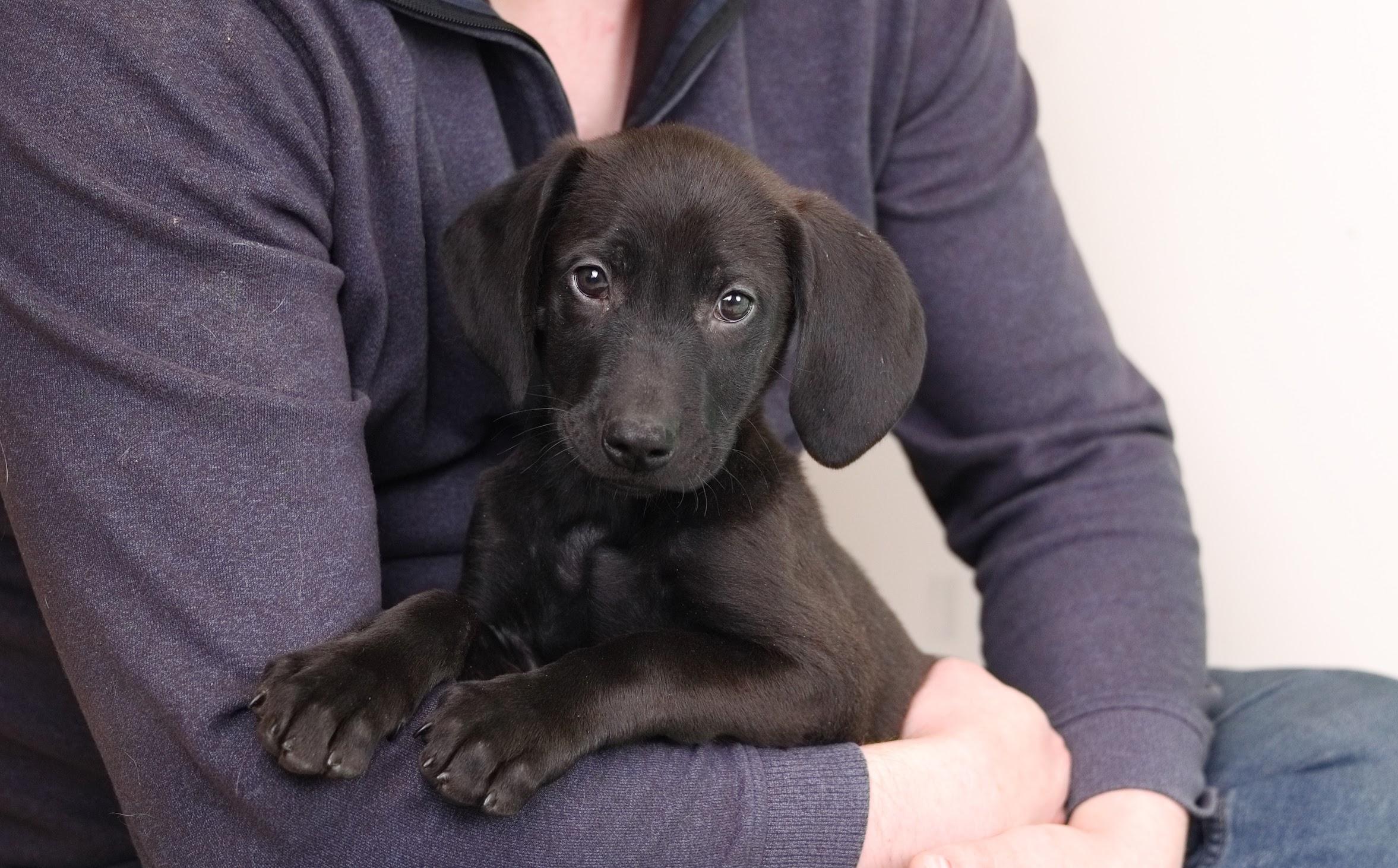 Tito, ADOPTABLE, Puppy Male Black and Tan Coonhound & Husky.