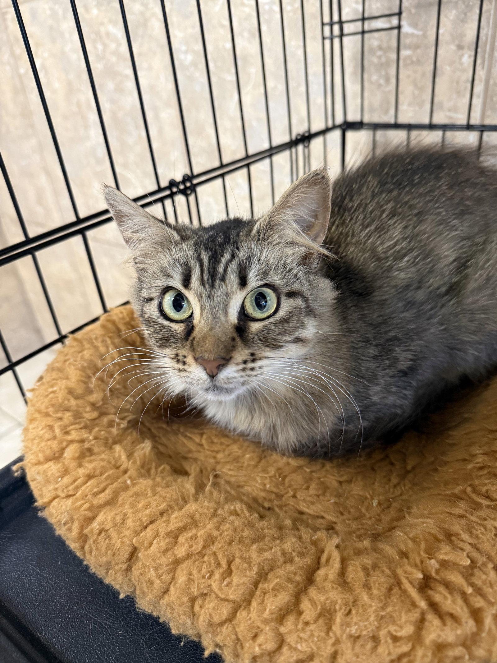 Drusilla, Adoptable, Adult Female Domestic Short Hair.
