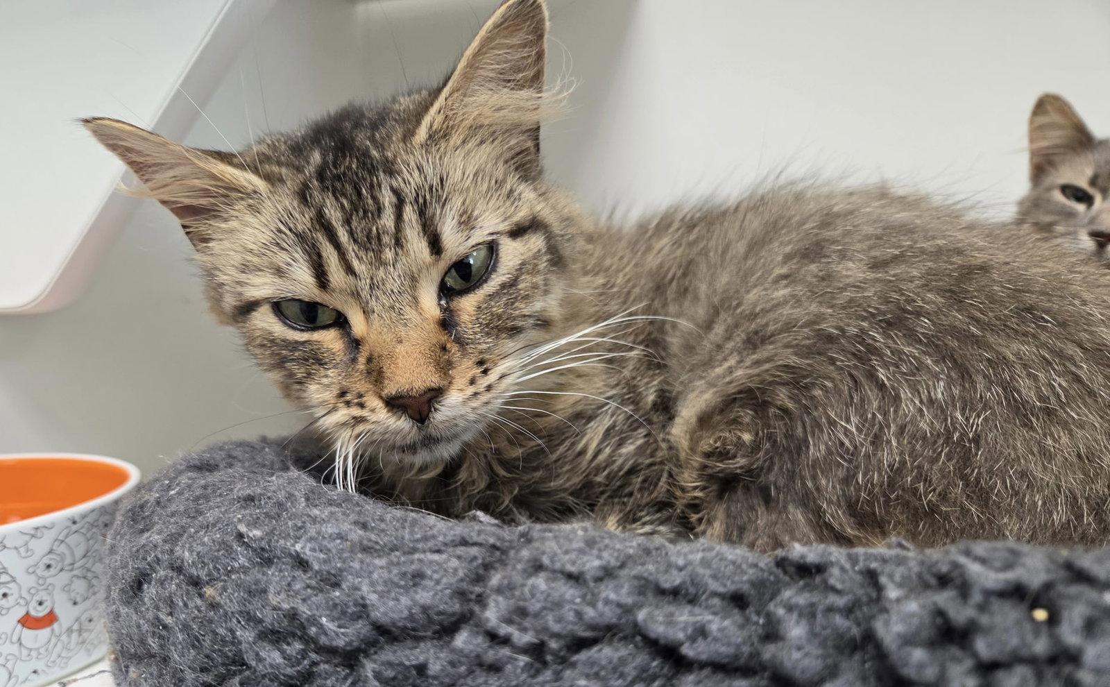 Drusilla, a Adoptable Domestic Short Hair in Satellite Beach, FL image 2/2