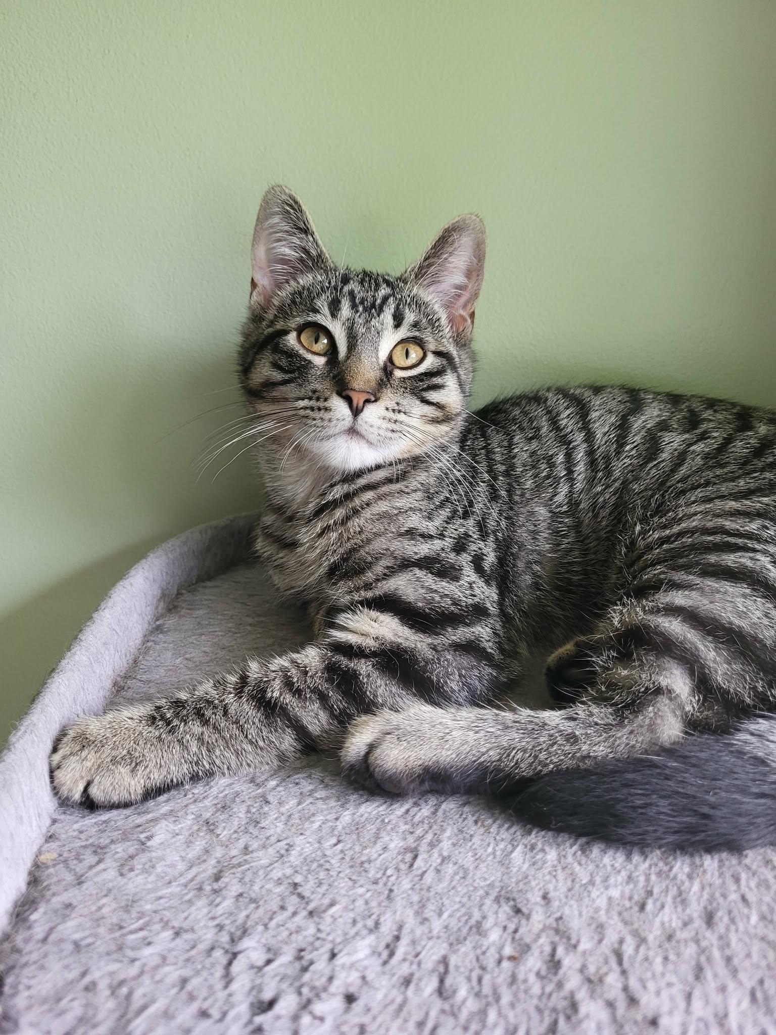 Moe, ADOPTABLE, Kitten Male Domestic Short Hair.
