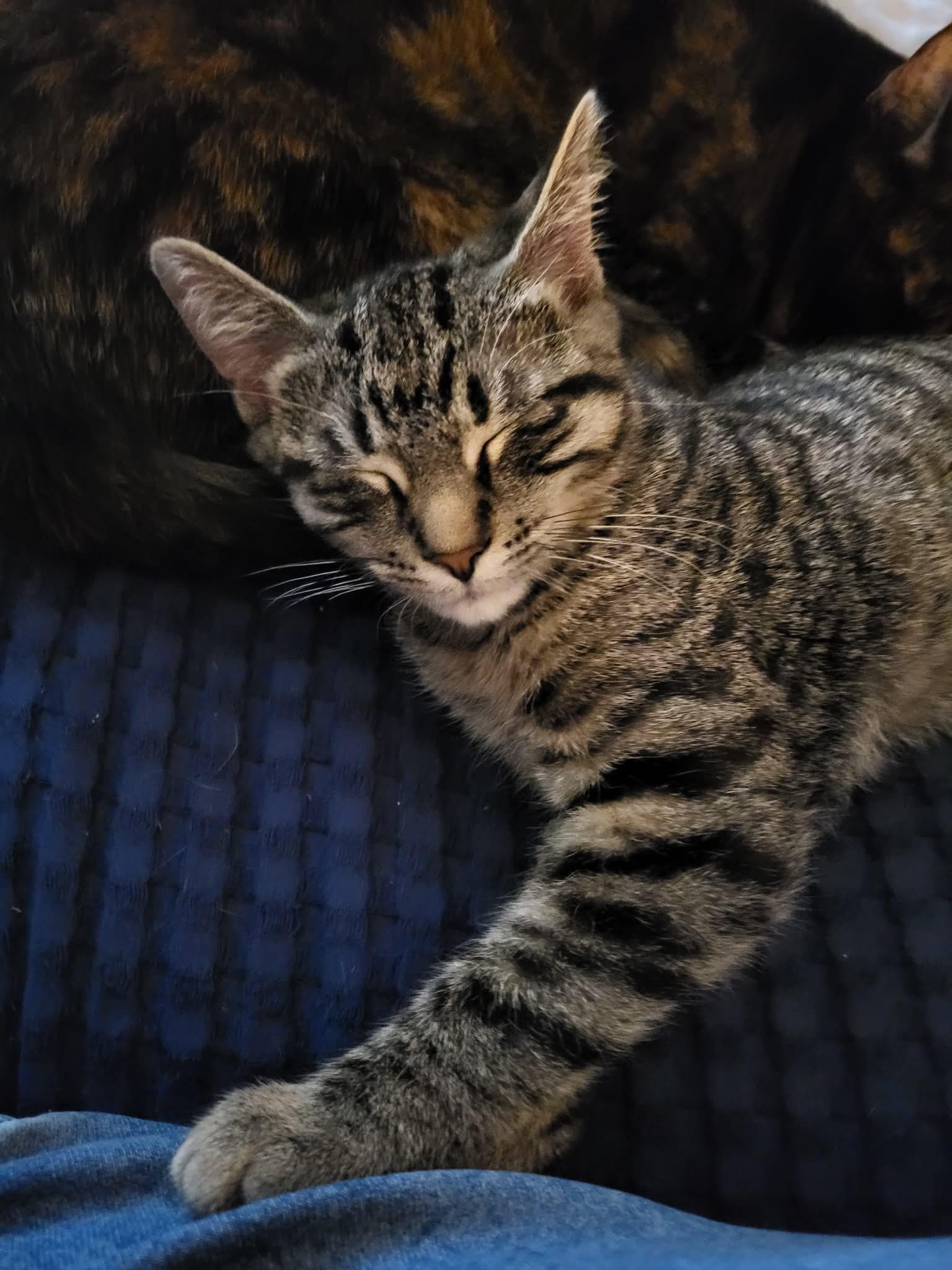 Enlarge Moe, a ADOPTABLE Domestic Short Hair in Shakespeare, ON image 3/6