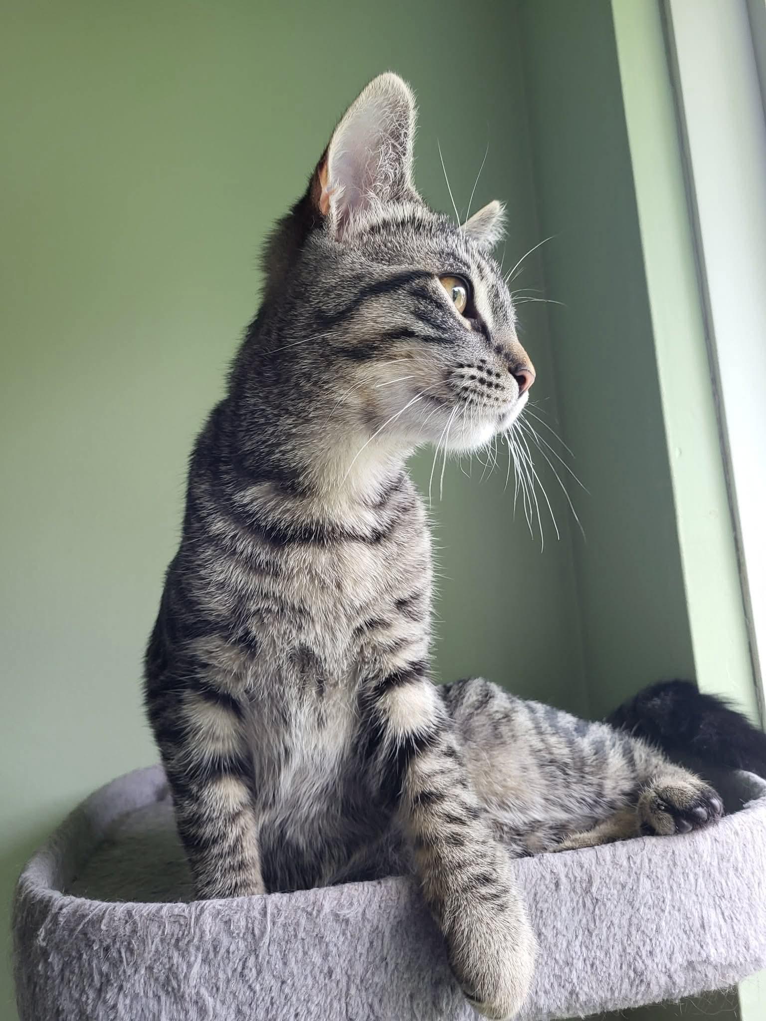 Enlarge Moe, a ADOPTABLE Domestic Short Hair in Shakespeare, ON image 4/6