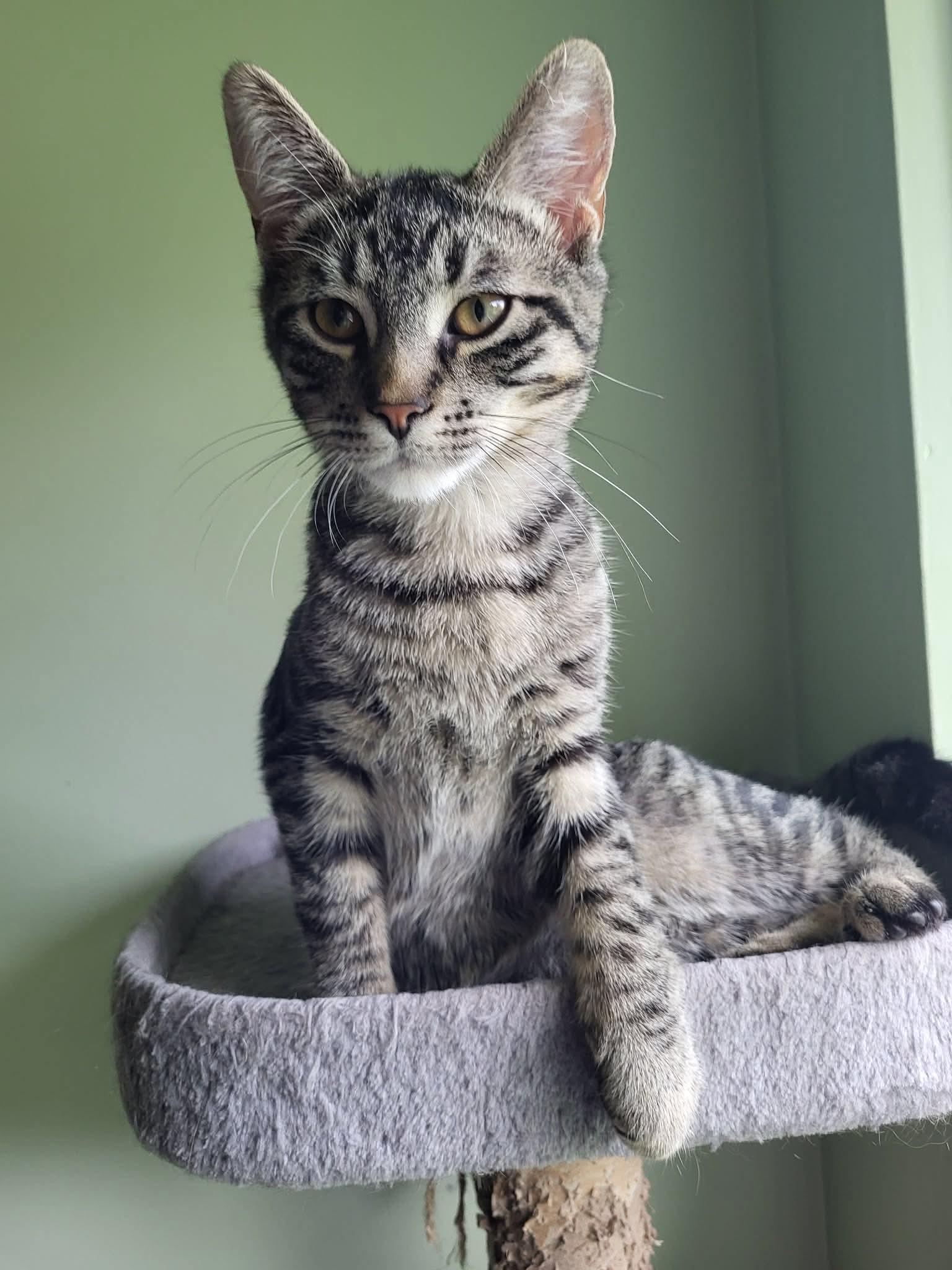 Enlarge Moe, a ADOPTABLE Domestic Short Hair in Shakespeare, ON image 2/6