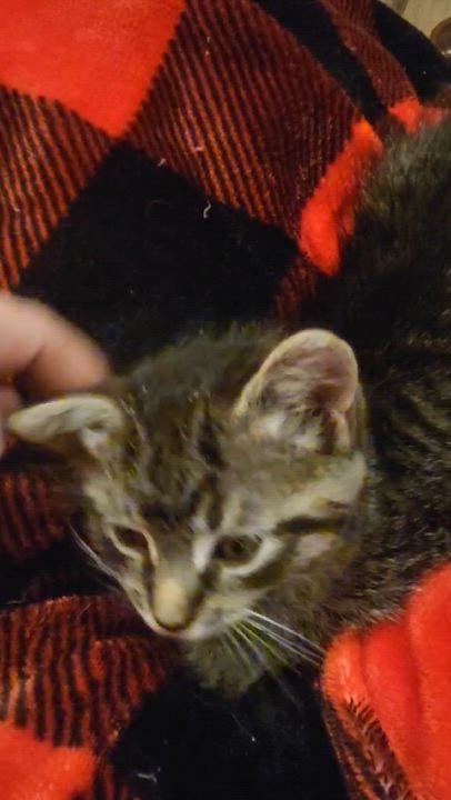 Enlarge Moe, a ADOPTABLE Domestic Short Hair in Shakespeare, ON video 6/6
