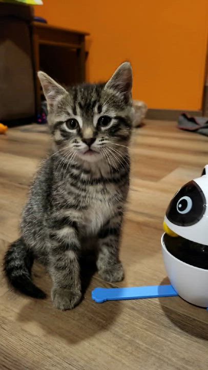 Enlarge Moe, a ADOPTABLE Domestic Short Hair in Shakespeare, ON video 5/6