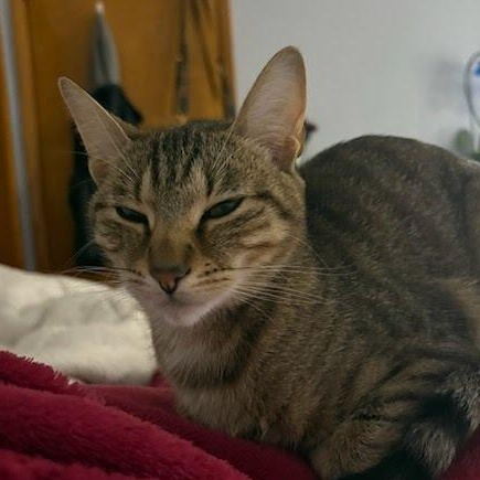 Enlarge Dior Coming In , a ADOPTABLE Domestic Short Hair in Clifton, NJ image 2/4