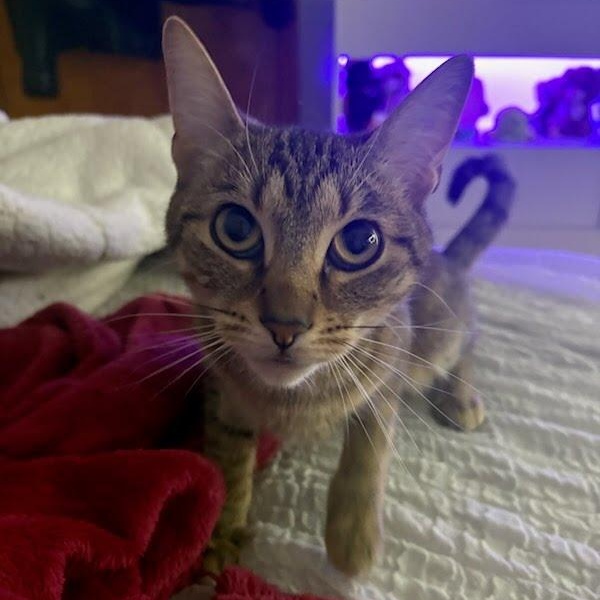 Enlarge Dior Coming In , a ADOPTABLE Domestic Short Hair in Clifton, NJ image 3/4