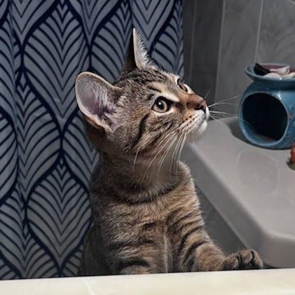 Enlarge Dior Coming In , a ADOPTABLE Domestic Short Hair in Clifton, NJ image 1/4