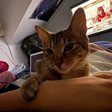 Enlarge Dior Coming In , a ADOPTABLE Domestic Short Hair in Clifton, NJ image 4/4