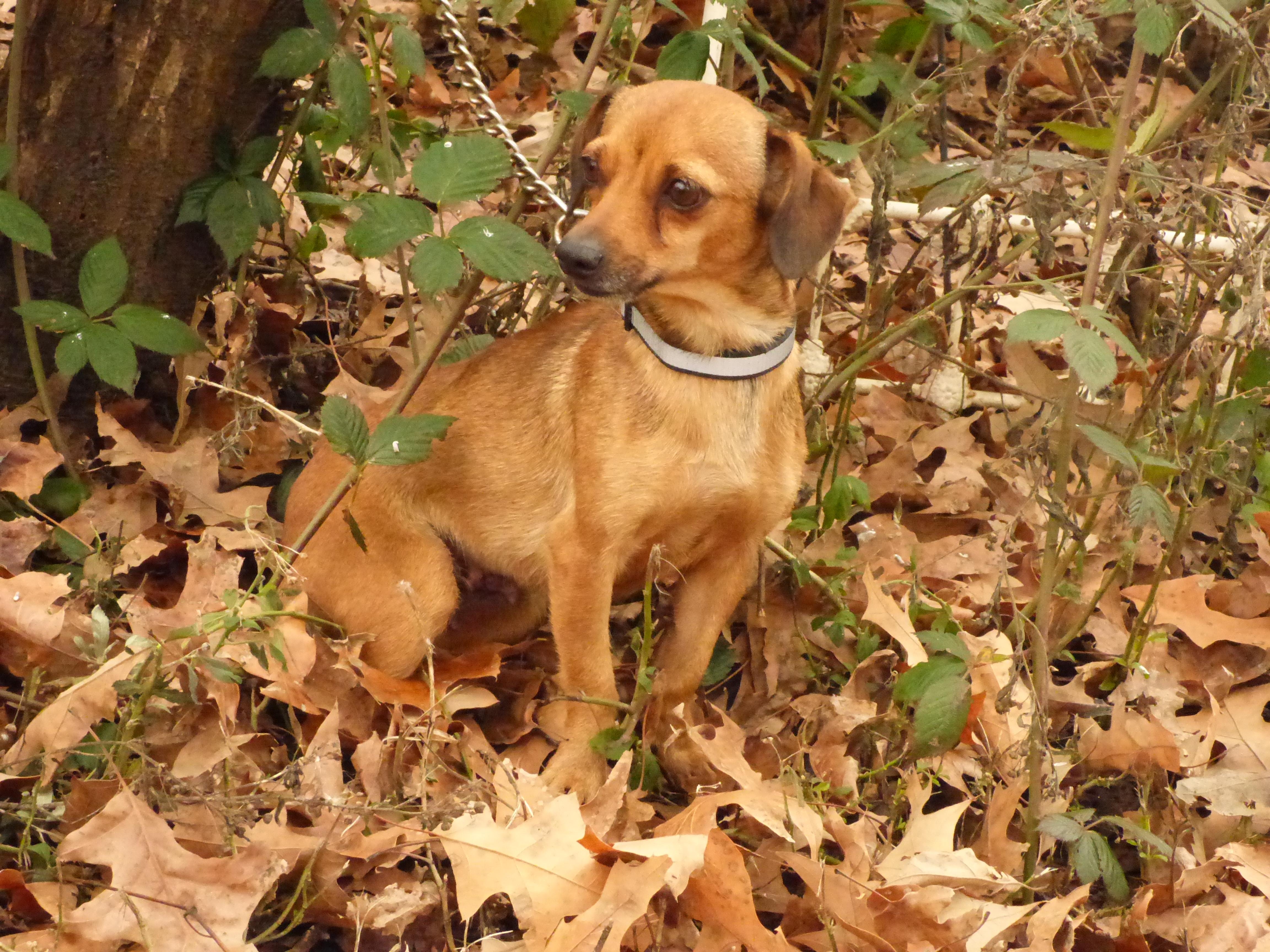 Jolene, a Adoptable mixed breed in Newburgh, NY image 2/5