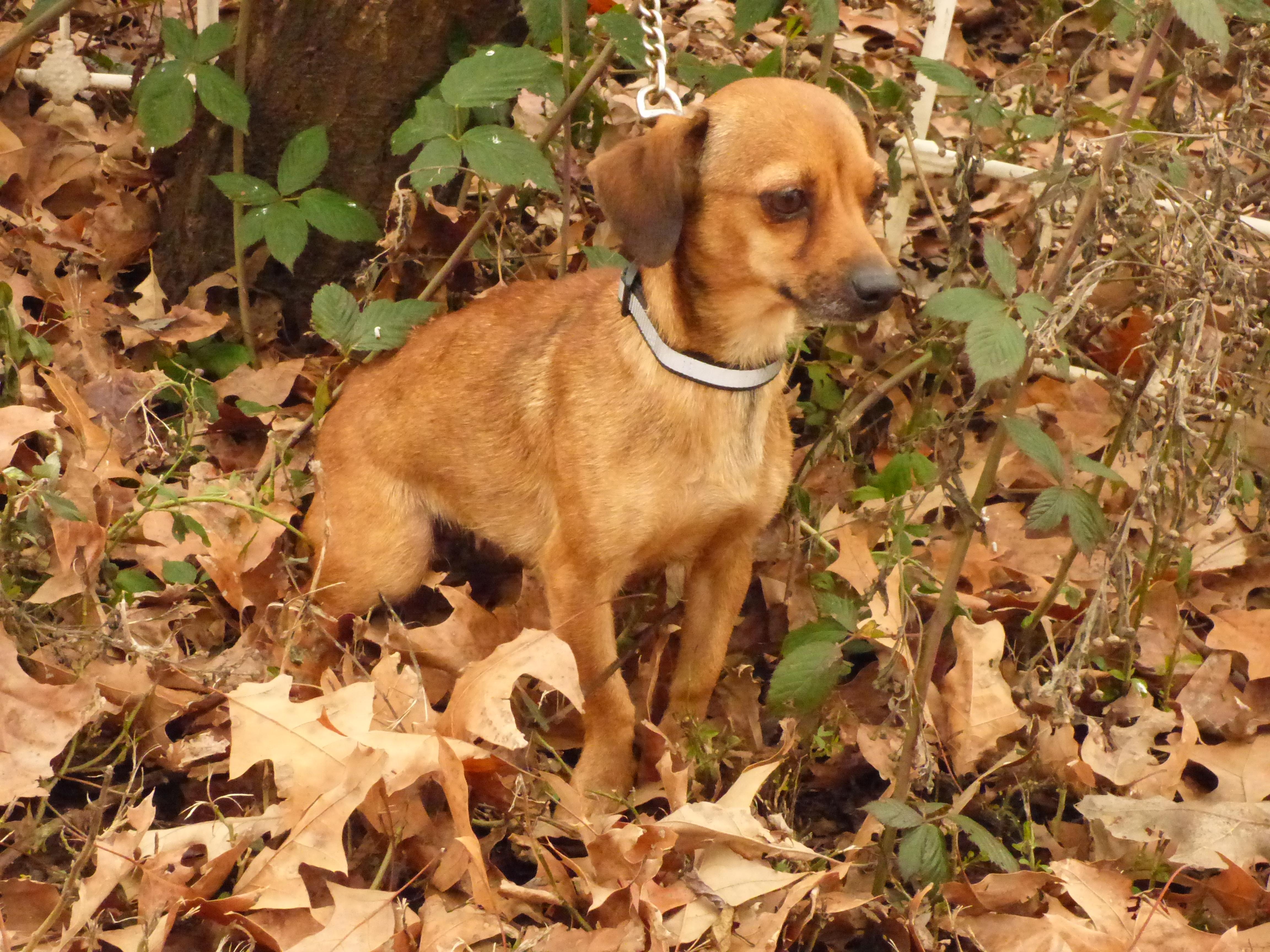 Jolene, a Adoptable mixed breed in Newburgh, NY image 4/5