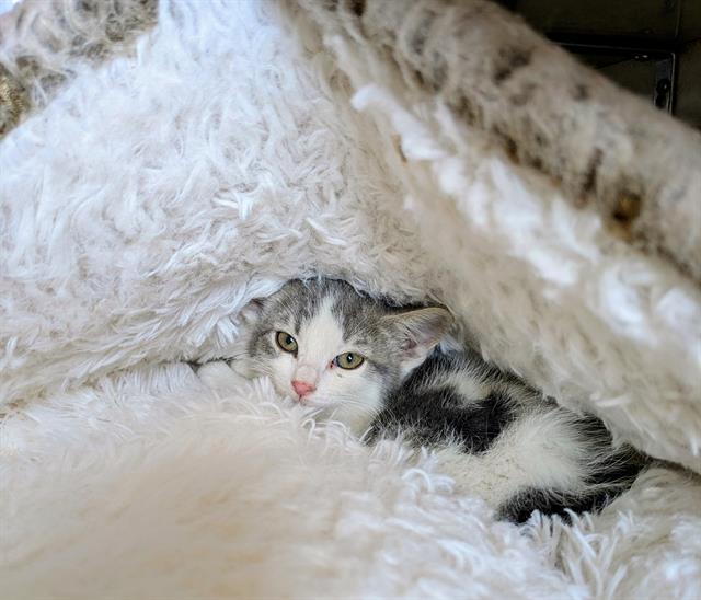 KESTREL, Adoptable, Kitten Male Domestic Short Hair.