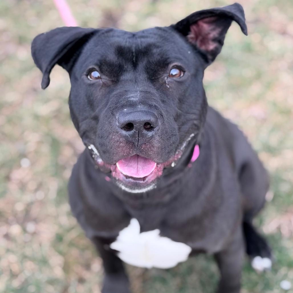 Tara, a Adoptable Pit Bull Terrier in Champaign, IL image 4/6