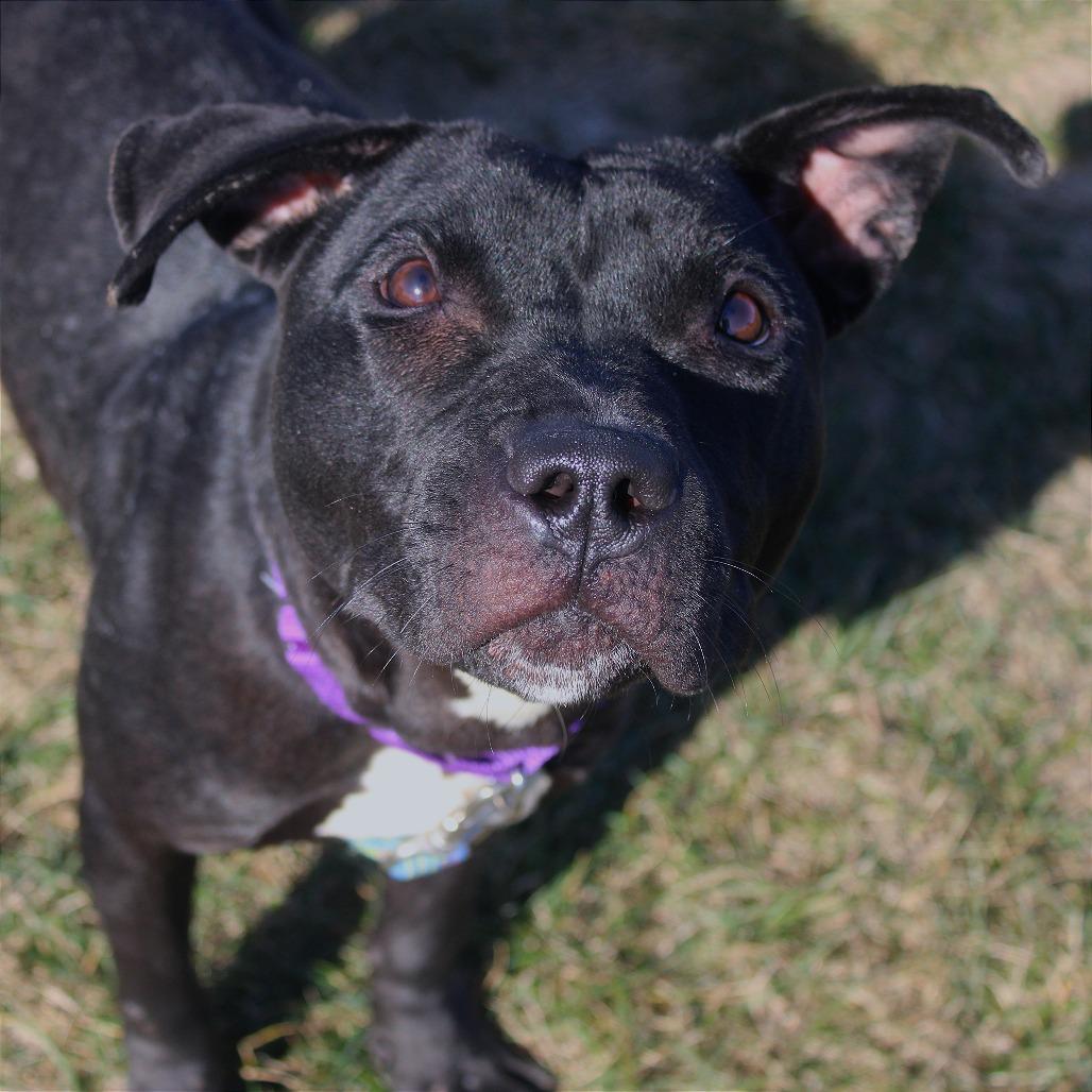 Enlarge Tara, a Adoptable Pit Bull Terrier in Champaign, IL image 5/6