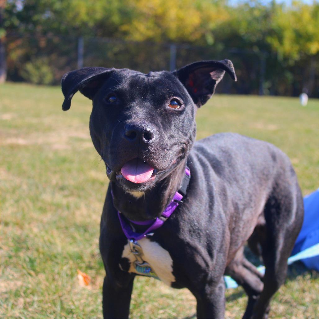 Enlarge Tara, a Adoptable Pit Bull Terrier in Champaign, IL image 6/6