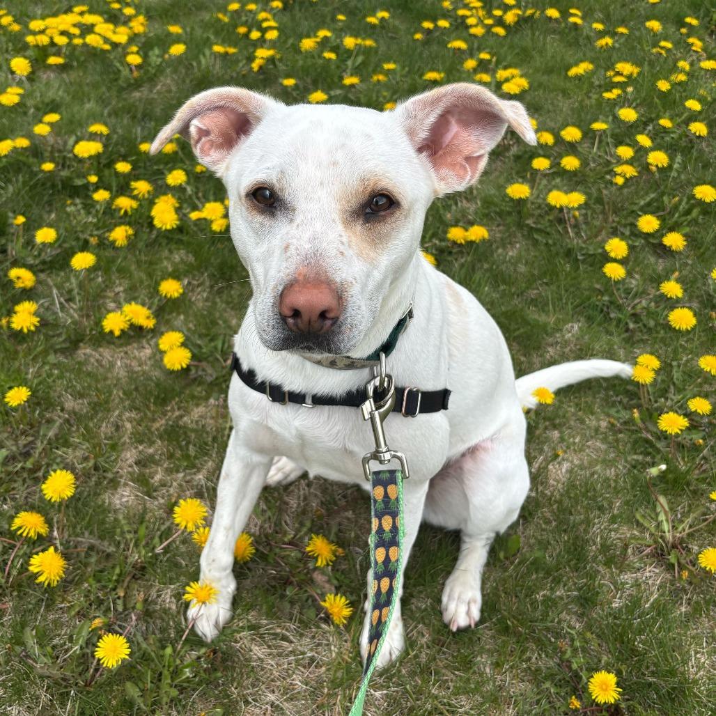 String Bean *in foster*, Adoptable, Adult Male Terrier & Mixed Breed.