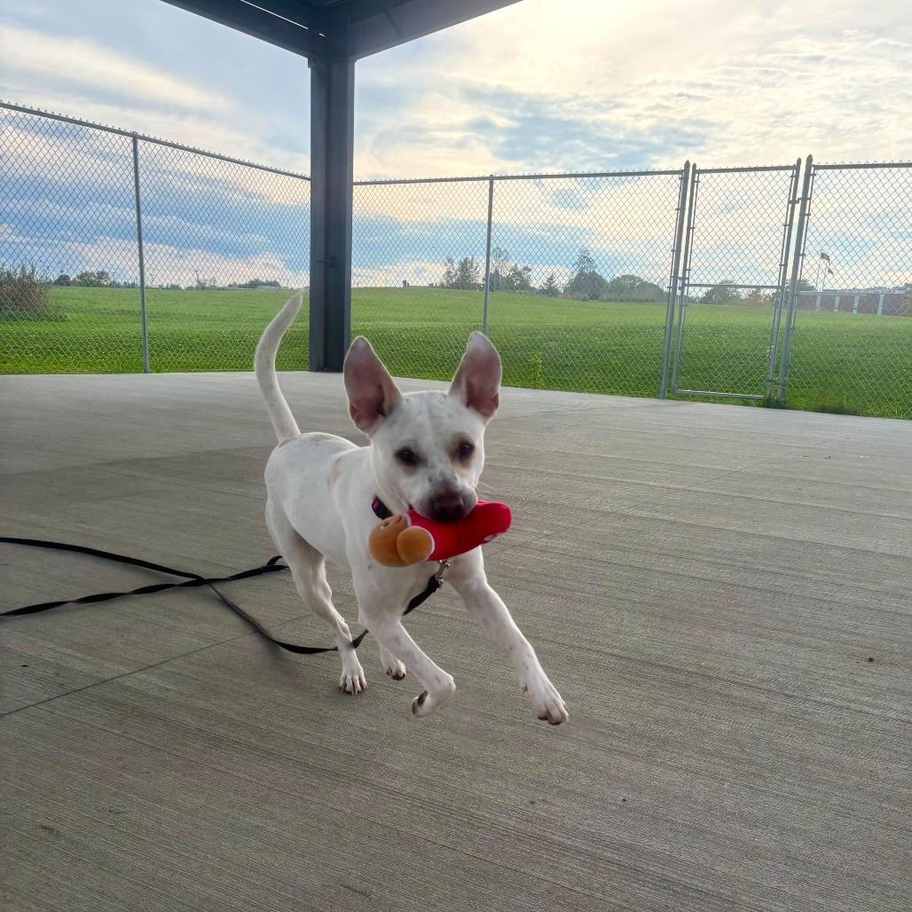 String Bean, a Adoptable Mixed Breed in Dover, NH image 1/6