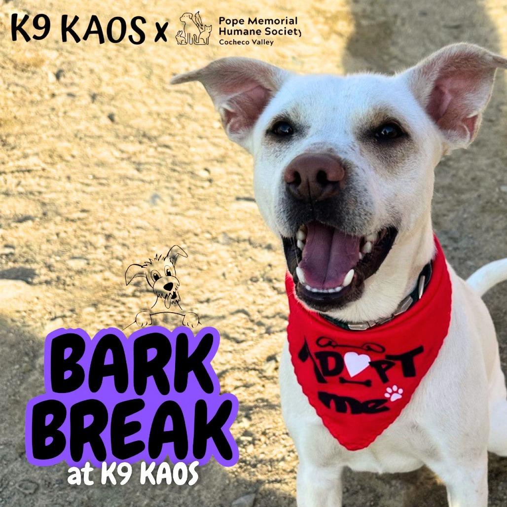 Enlarge String Bean *in foster*, a Adoptable mixed breed in Dover, NH image 3/6