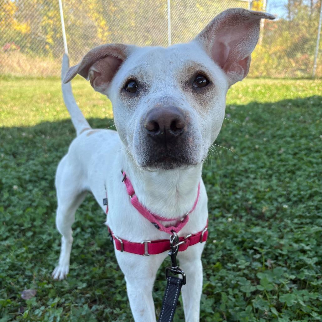 String Bean, a Adoptable Mixed Breed in Dover, NH image 3/6