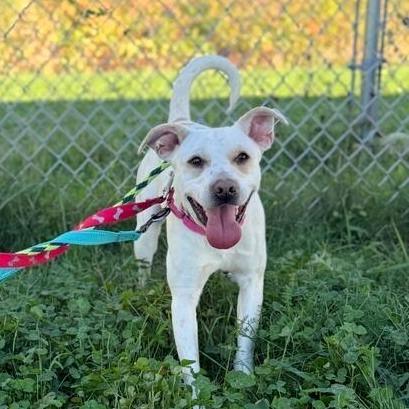 String Bean, a Adoptable Mixed Breed in Dover, NH image 4/6