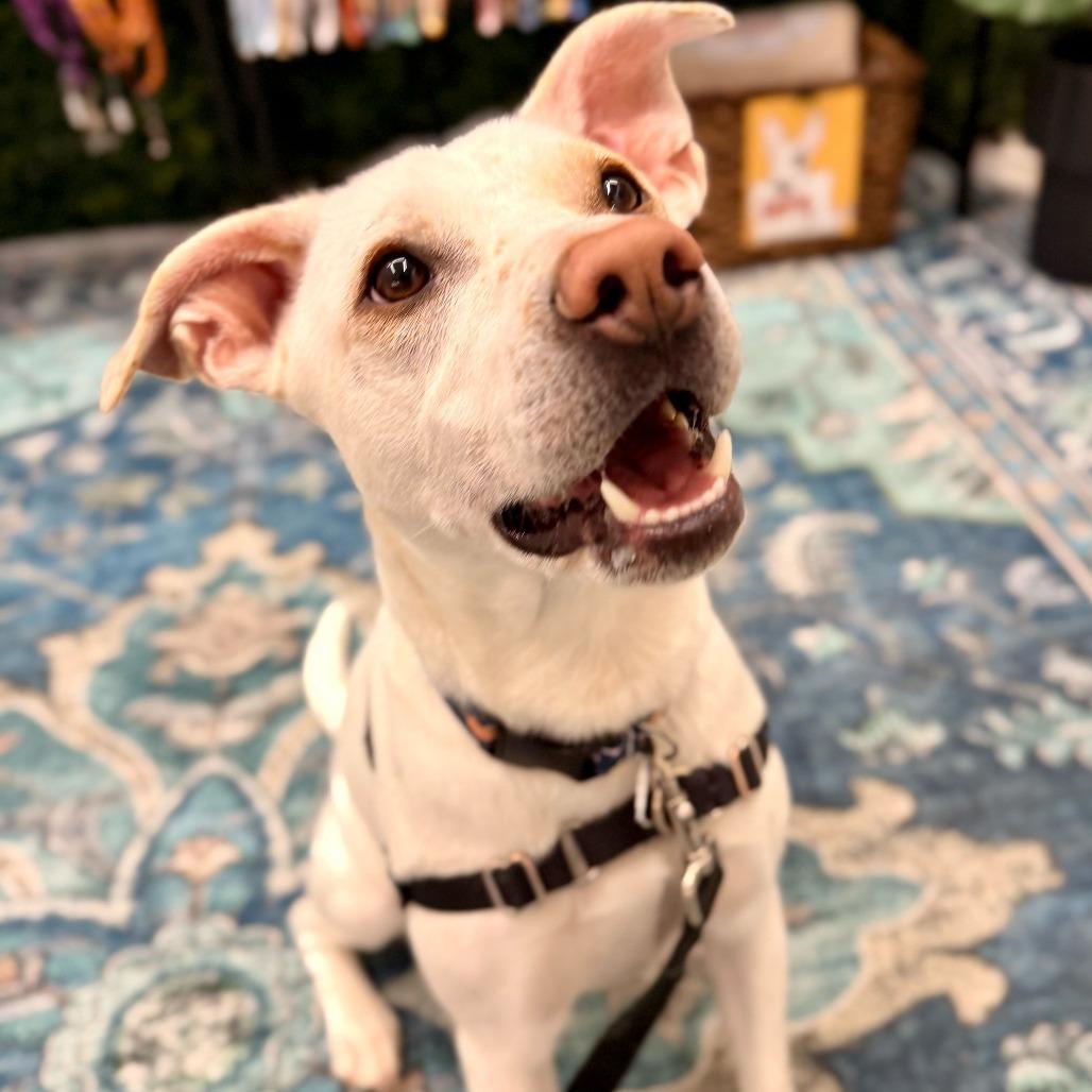 Enlarge String Bean *in foster*, a Adoptable mixed breed in Dover, NH image 5/6