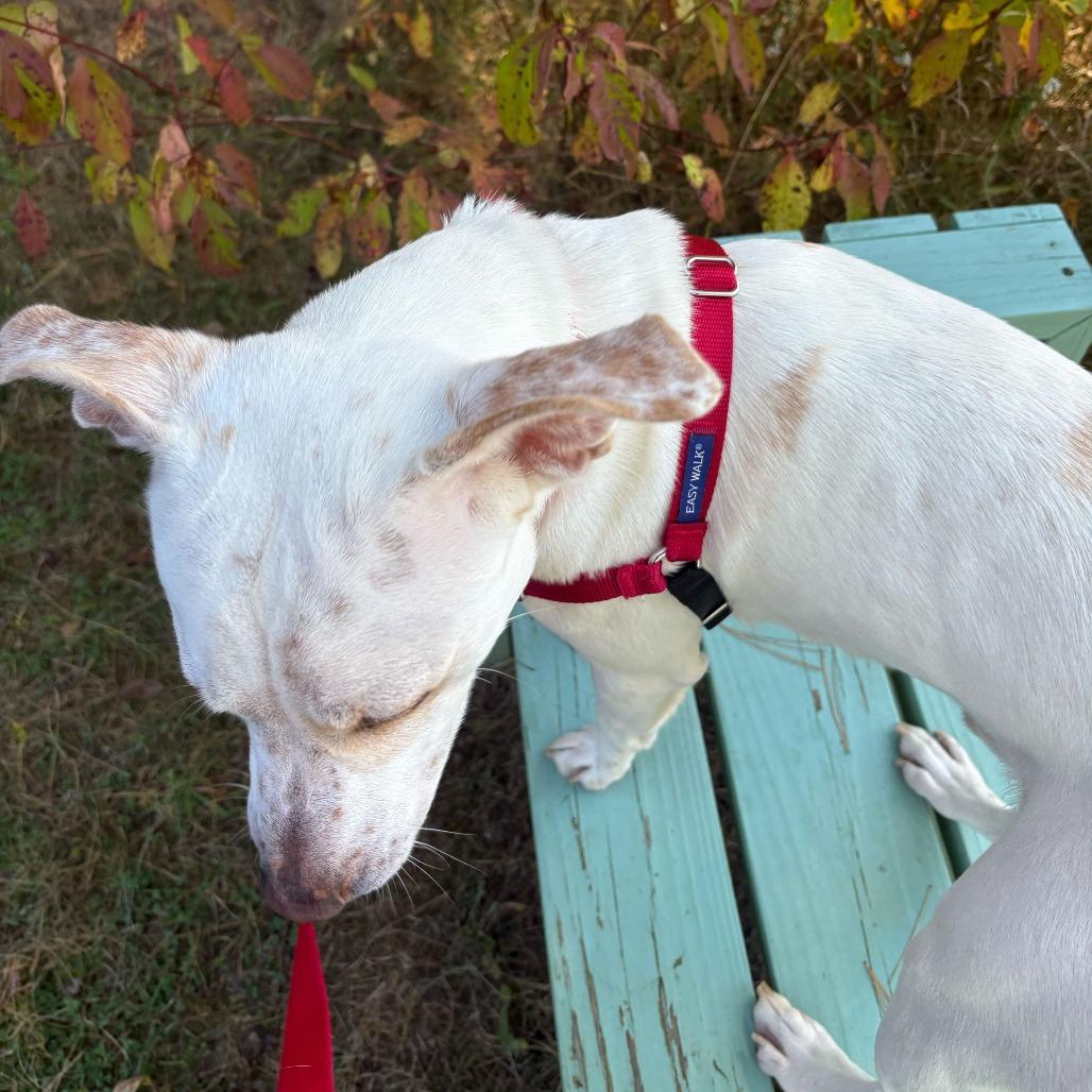 String Bean, a Adoptable Mixed Breed in Dover, NH image 6/6